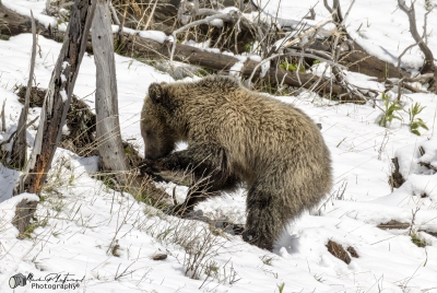 Snow and Cubs YNP May 2025